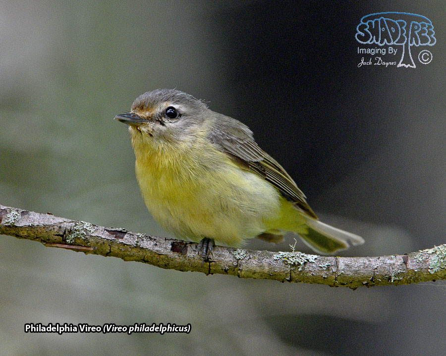 Philadelphia Vireo - Vireo philadelphicus