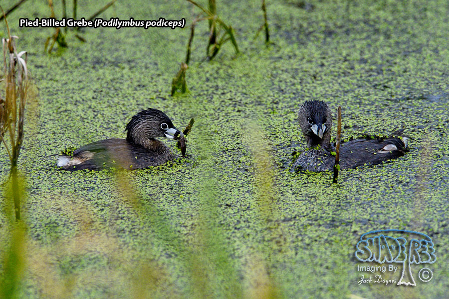 Pied-Billed Grebe - Podilymbus podiceps