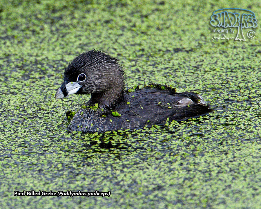 Pied-Billed Grebe - Podilymbus podiceps