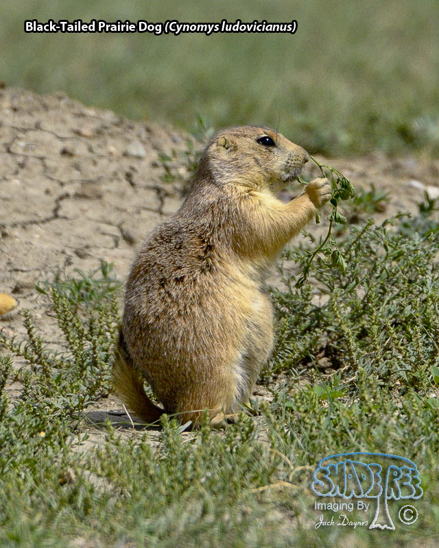 Black-Tailed Prairie Dog - Cynomys ludovicianus