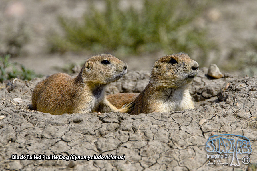 Black-Tailed Prairie Dog - Cynomys ludovicianus