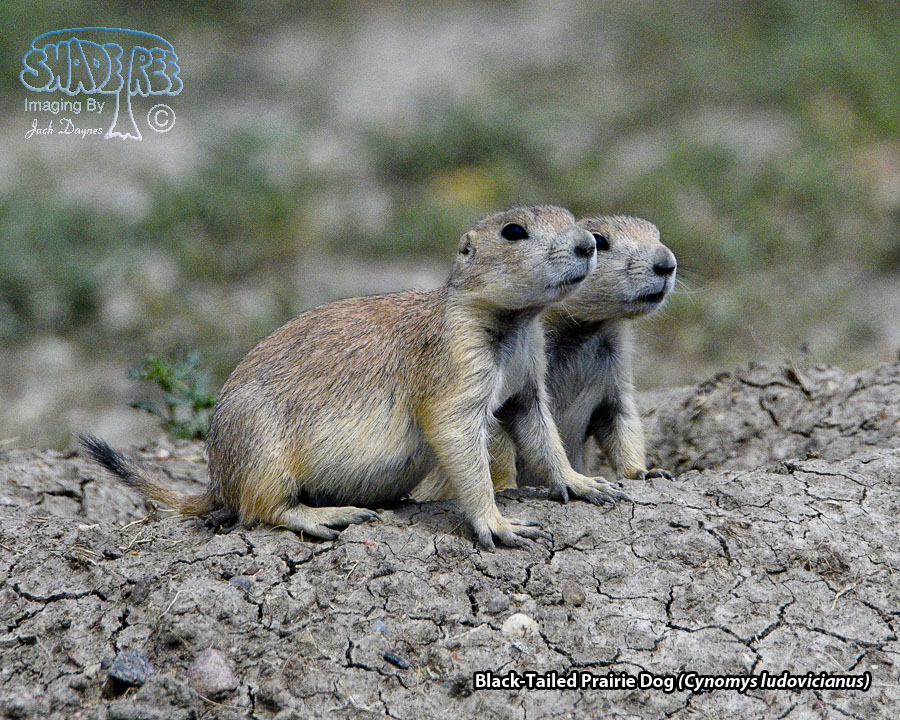 Black-Tailed Prairie Dog - Cynomys ludovicianus