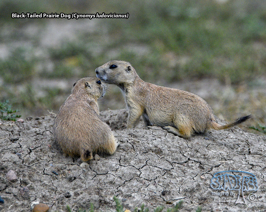 Black-Tailed Prairie Dog - Cynomys ludovicianus