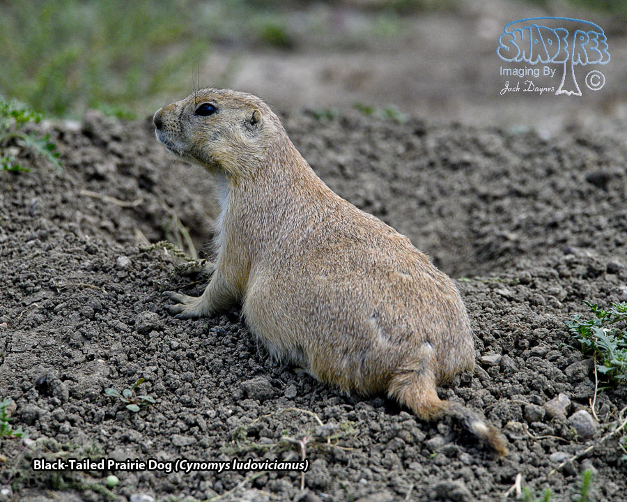Black-Tailed Prairie Dog - Cynomys ludovicianus