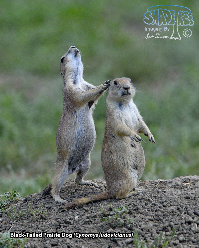 Black-Tailed Prairie Dog - Cynomys ludovicianus
