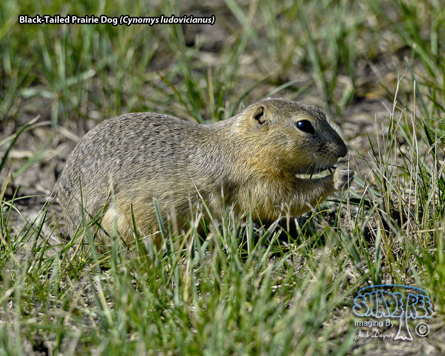 Black-Tailed Prairie Dog - Cynomys ludovicianus