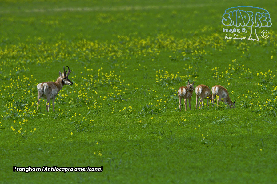 Pronghorn - Antilocapra americana