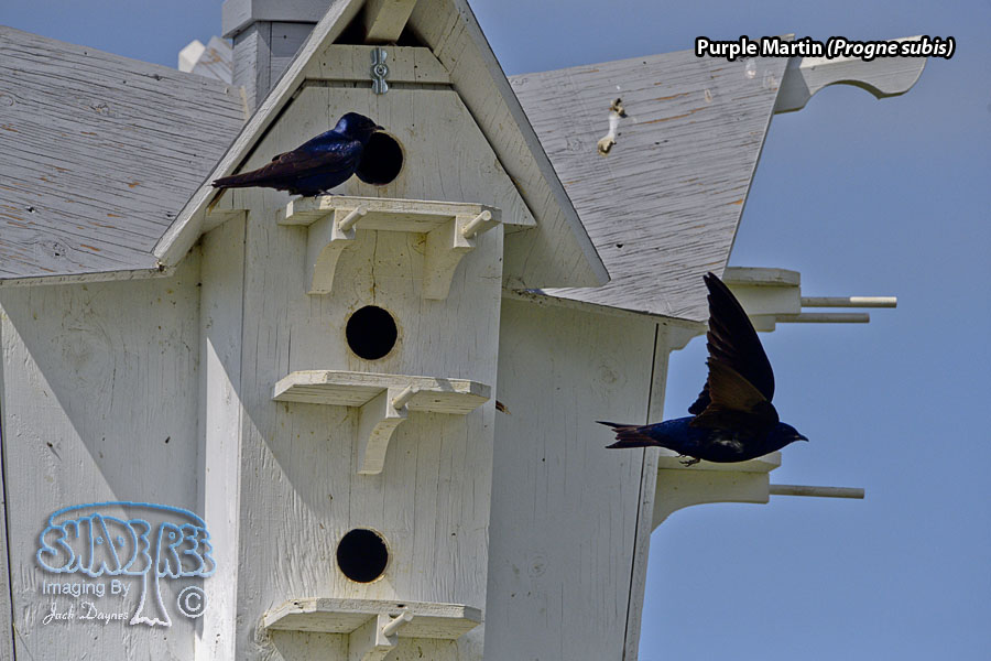 Purple Martin - Progne subis