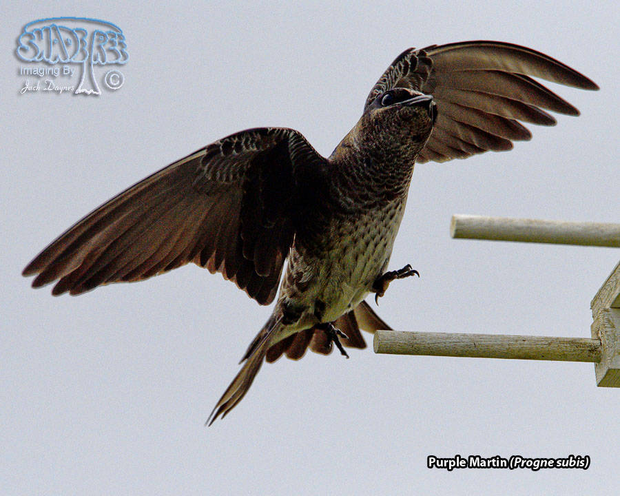 Purple Martin - Progne subis