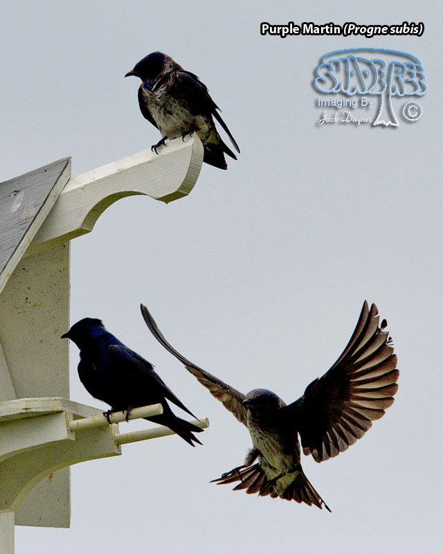 Purple Martin - Progne subis
