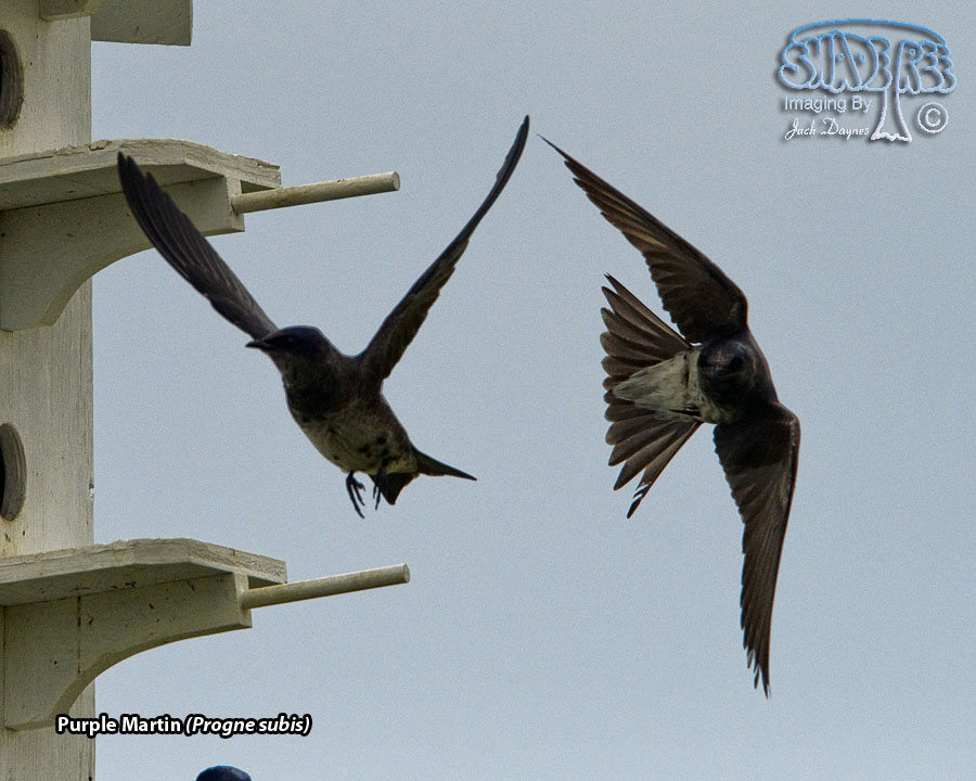 Purple Martin - Progne subis