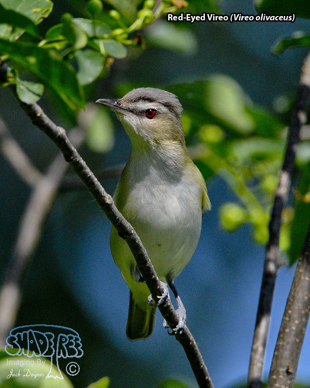 Red-Eyed Vireo - Vireo olivaceus