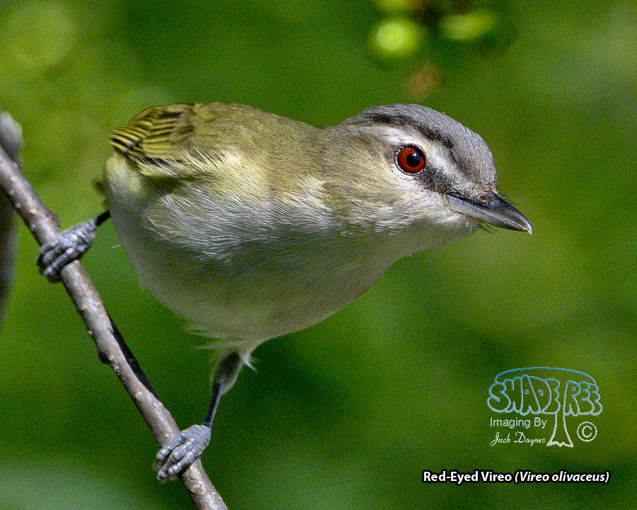 Red-Eyed Vireo - Vireo olivaceus