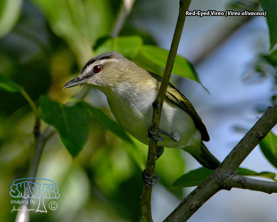 Red-Eyed Vireo - Vireo olivaceus