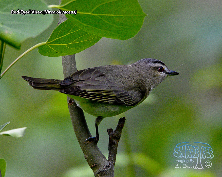 Red-Eyed Vireo - Vireo olivaceus