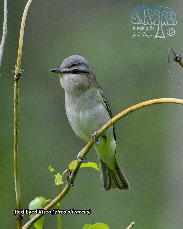 Red-Eyed Vireo - Vireo olivaceus