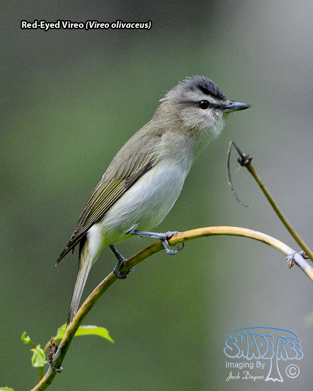 Red-Eyed Vireo - Vireo olivaceus