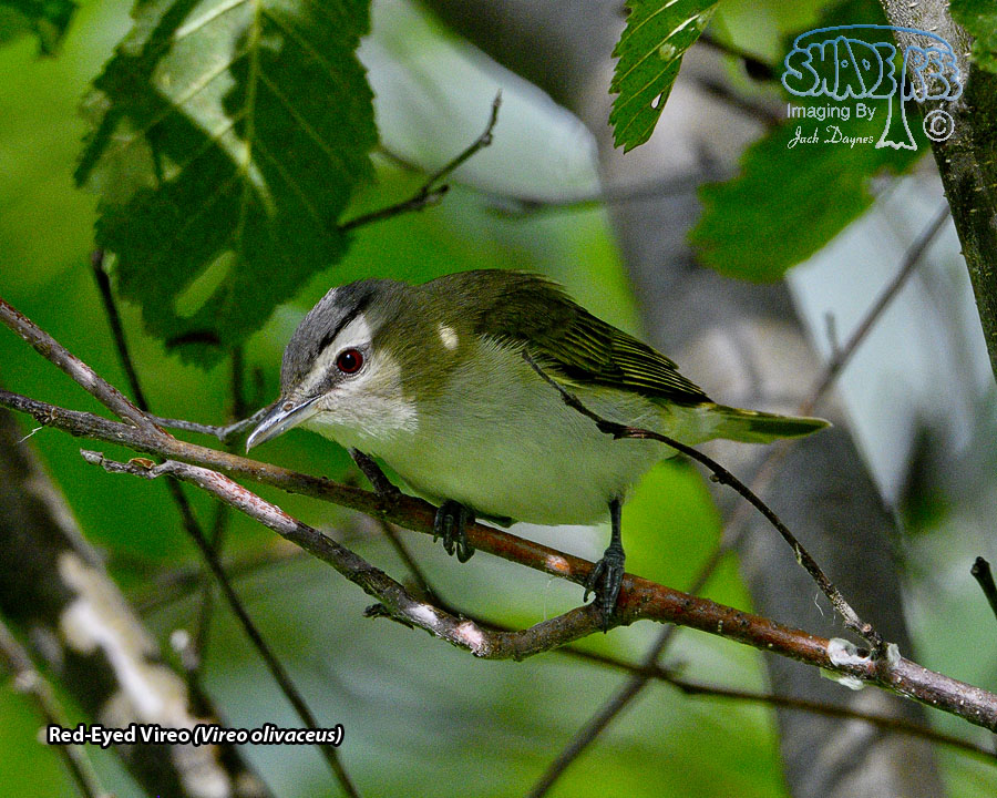 Red-Eyed Vireo - Vireo olivaceus