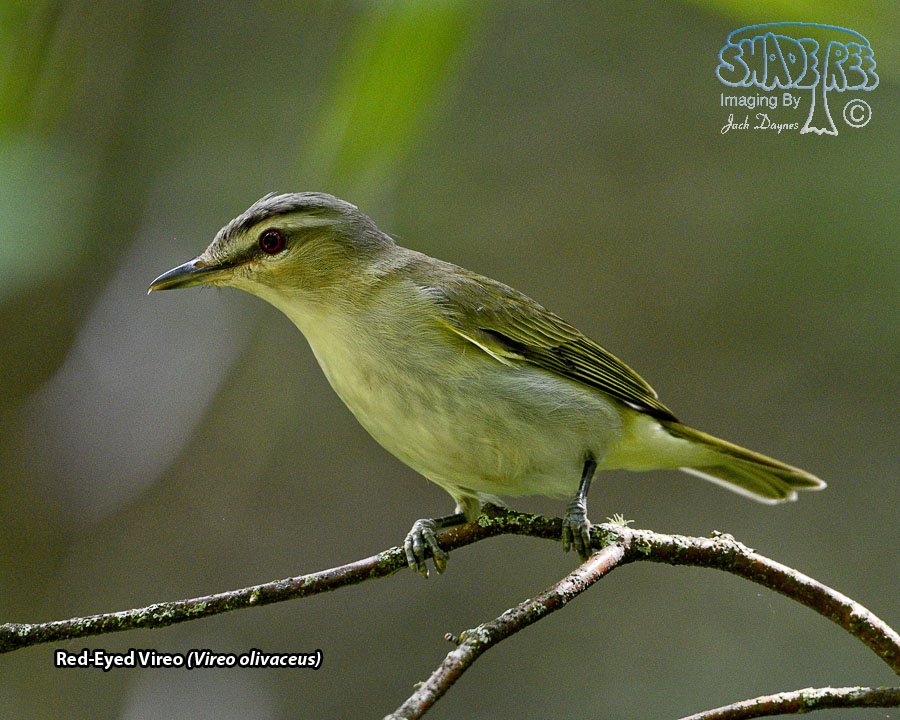 Red-Eyed Vireo - Vireo olivaceus