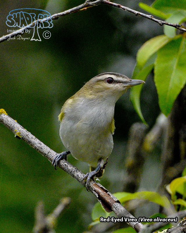 Red-Eyed Vireo - Vireo olivaceus