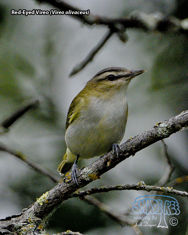 Red-Eyed Vireo - Vireo olivaceus