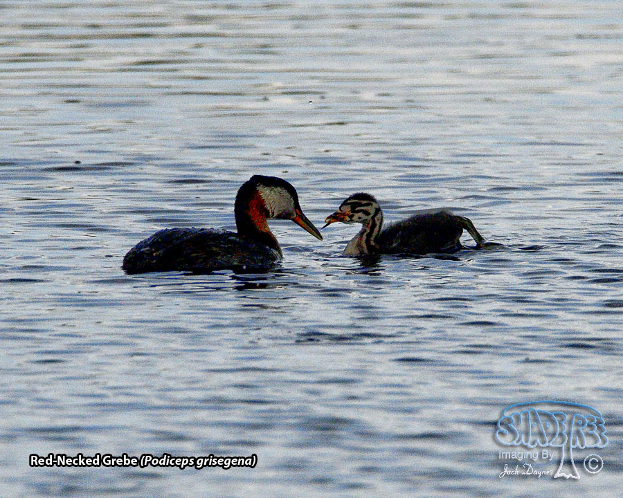 Red-Necked Grebe - Podiceps grisegena