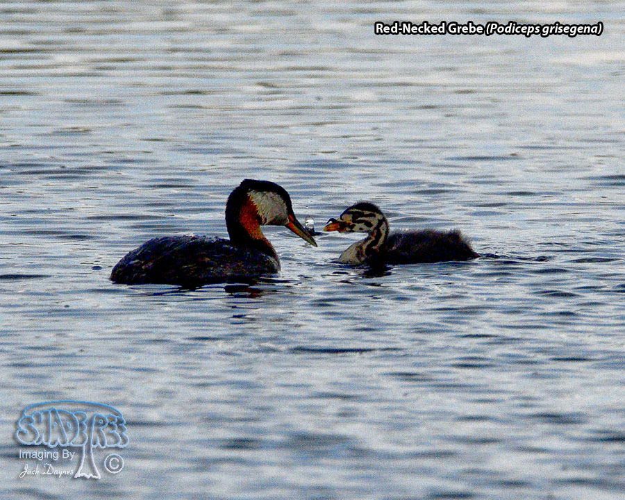 Red-Necked Grebe - Podiceps grisegena