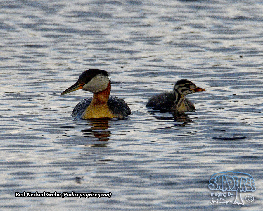 Red-Necked Grebe - Podiceps grisegena