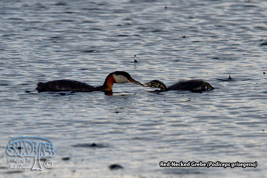 Red-Necked Grebe - Podiceps grisegena