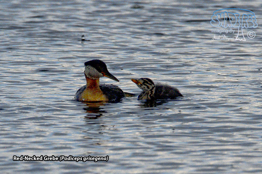 Red-Necked Grebe - Podiceps grisegena