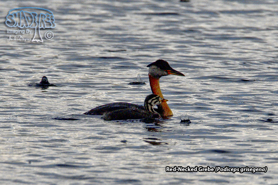 Red-Necked Grebe - Podiceps grisegena