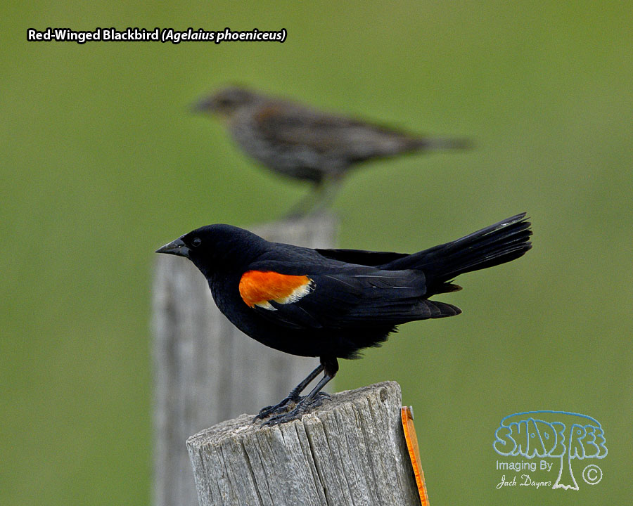 Red-Winged Blackbird - Agelaius phoeniceus