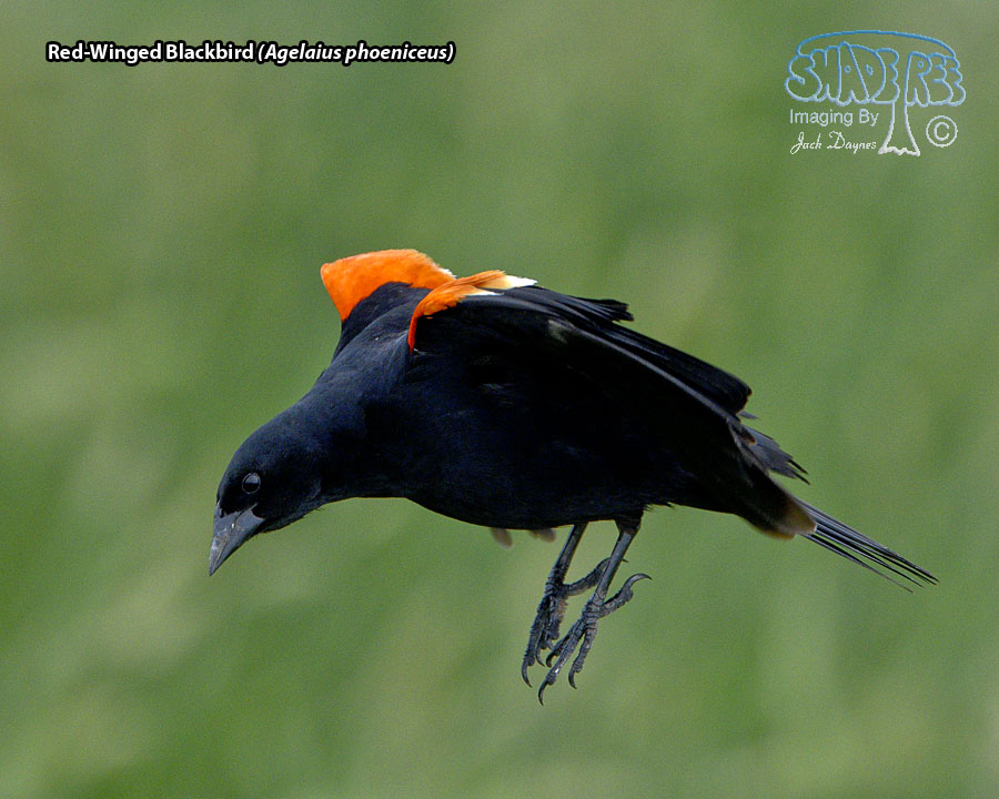 Red-Winged Blackbird - Agelaius phoeniceus