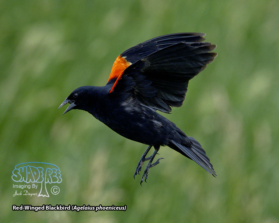 Red-Winged Blackbird - Agelaius phoeniceus