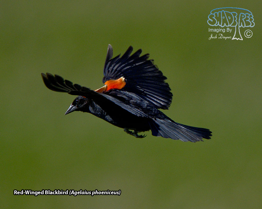 Red-Winged Blackbird - Agelaius phoeniceus