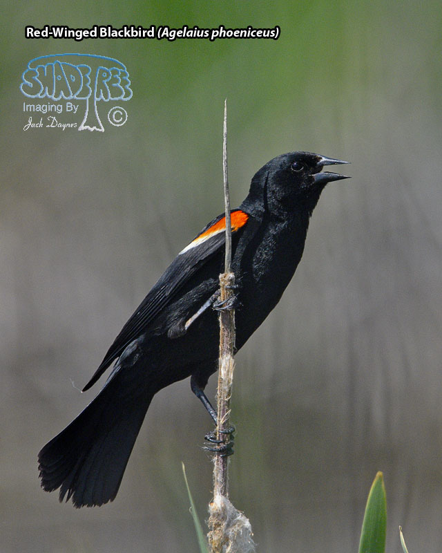 Red-Winged Blackbird - Agelaius phoeniceus