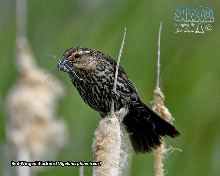 Red-Winged Blackbird - Agelaius phoeniceus