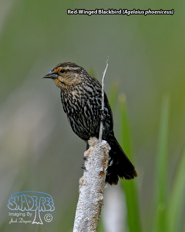 Red-Winged Blackbird - Agelaius phoeniceus