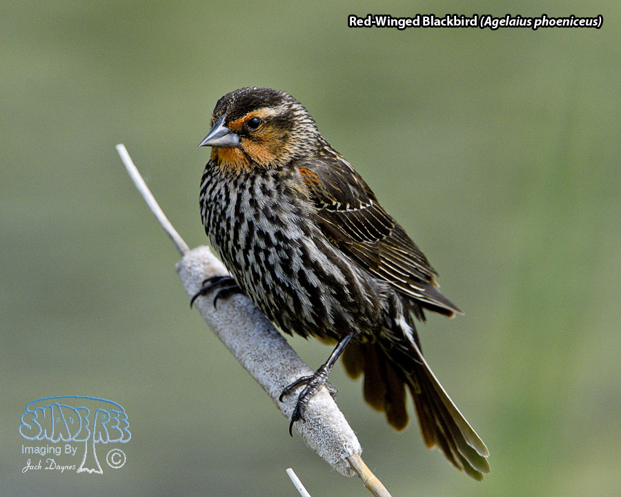 Red-Winged Blackbird - Agelaius phoeniceus