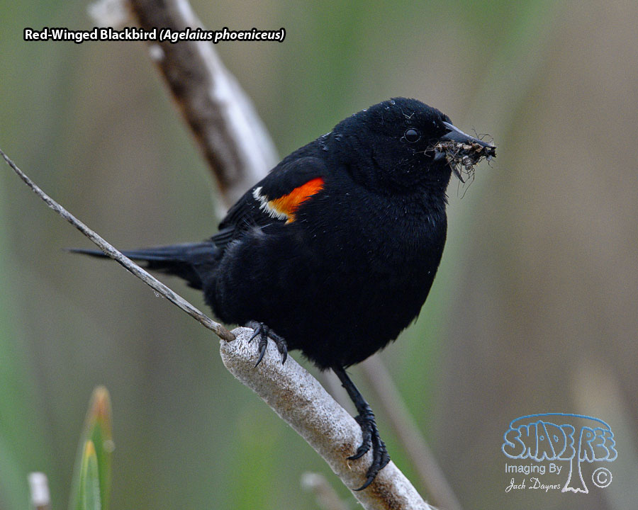 Red-Winged Blackbird - Agelaius phoeniceus