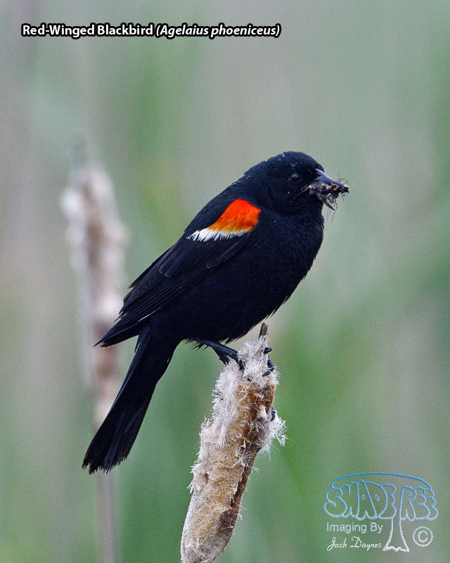 Red-Winged Blackbird - Agelaius phoeniceus