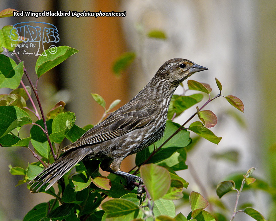 Red-Winged Blackbird - Agelaius phoeniceus