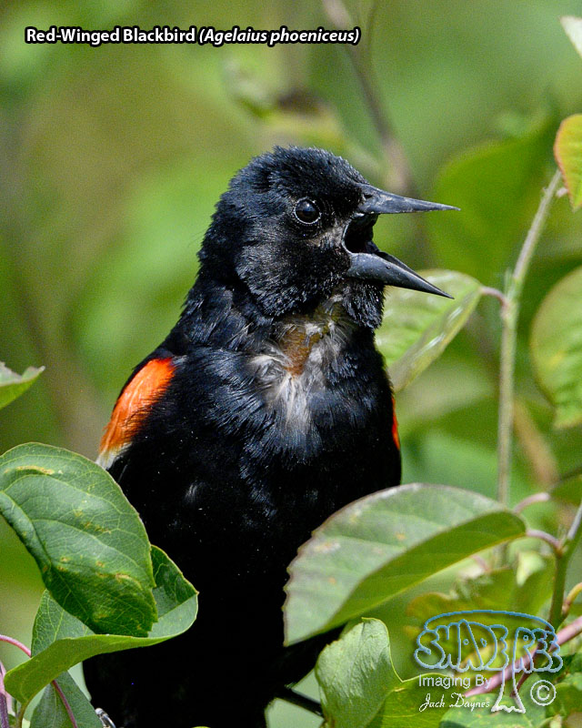 Red-Winged Blackbird - Agelaius phoeniceus