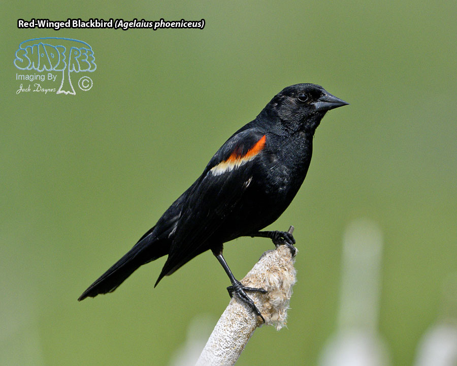 Red-Winged Blackbird - Agelaius phoeniceus