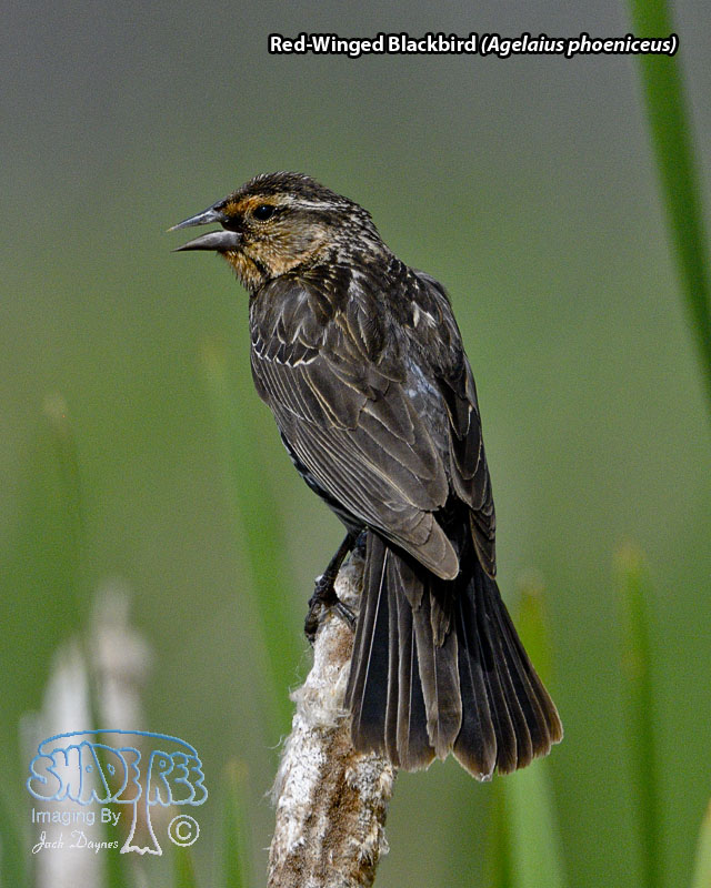 Red-Winged Blackbird - Agelaius phoeniceus