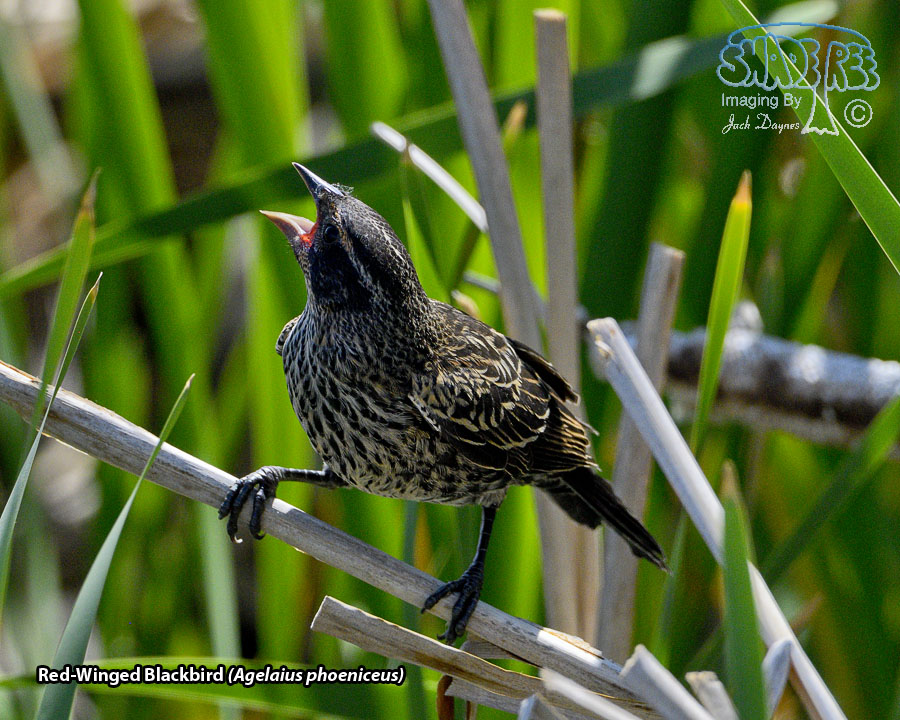 Red-Winged Blackbird - Agelaius phoeniceus