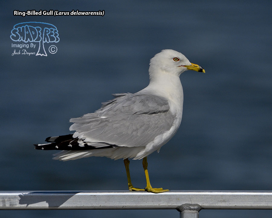 Ring-Billed Gull - Larus delawarensis