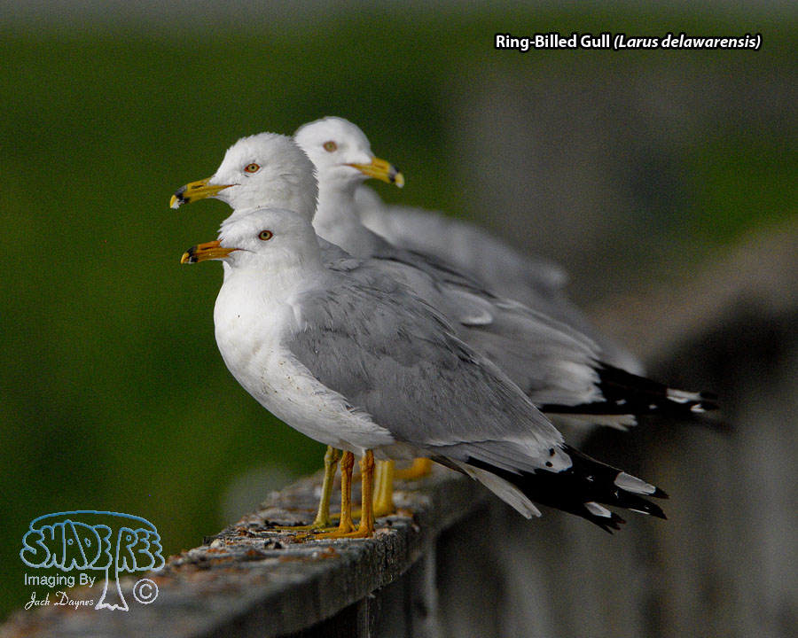 Ring-Billed Gull - Larus delawarensis