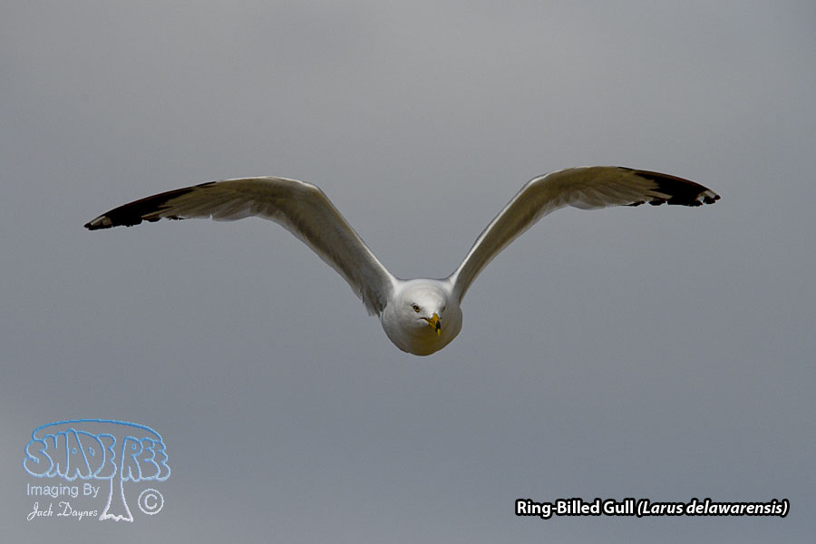 Ring-Billed Gull - Larus delawarensis
