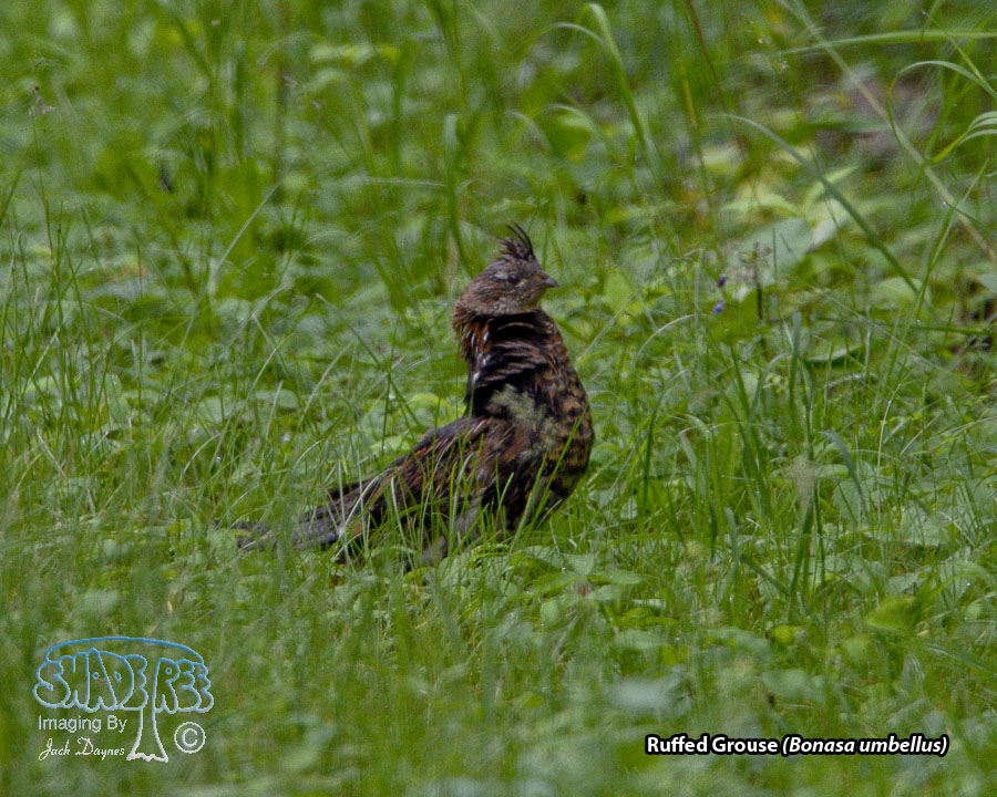 Ruffed Grouse - Bonasa umbellus
